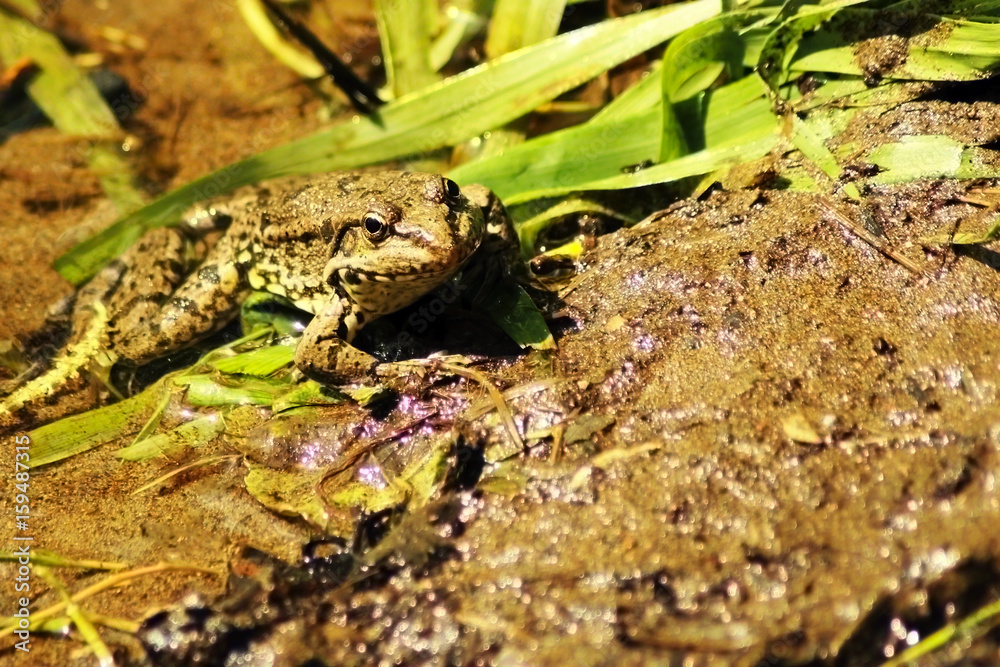 Fototapeta premium green tree frog with lush ginger foliage