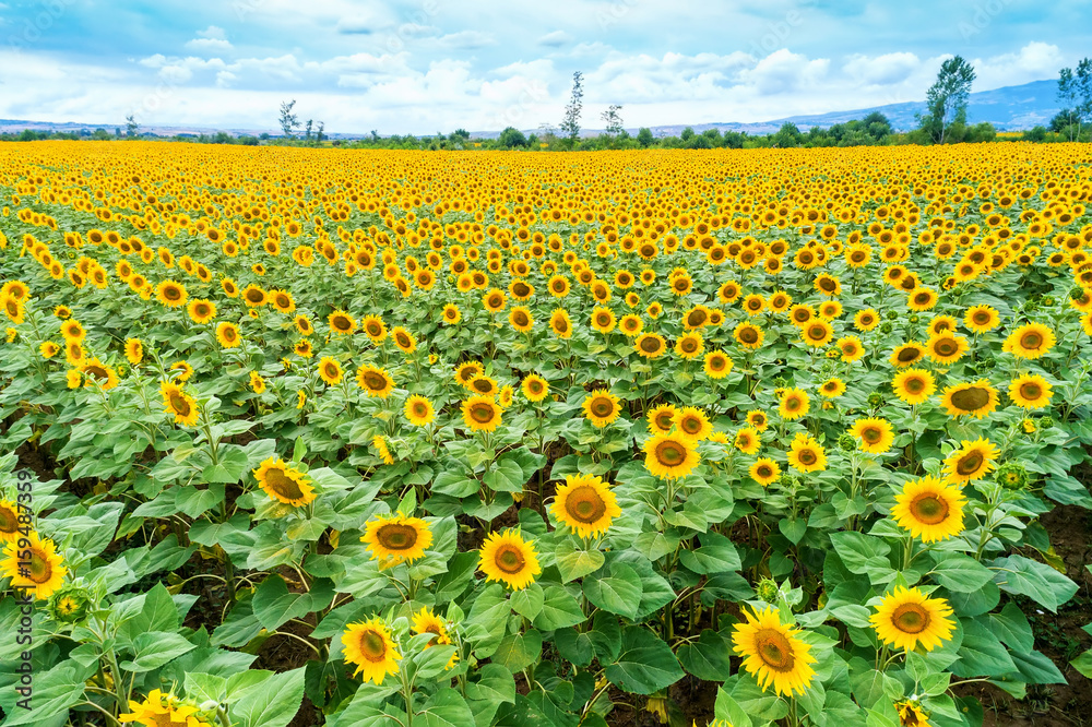 Beautiful sunflower field in  summer (sunflowers)