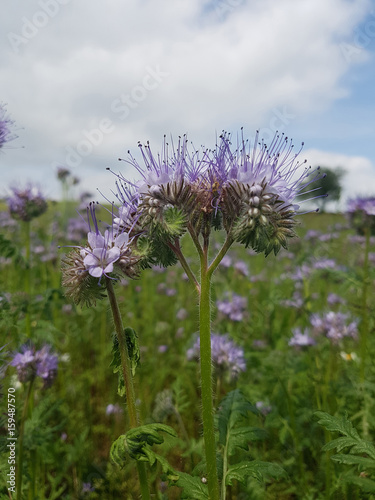 Phacelia  tanacetifolia  Gruenduengung  Heilpflanze