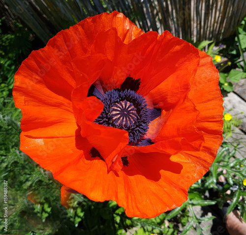 Tuerkischer, Mohn, Papaver, orientale photo