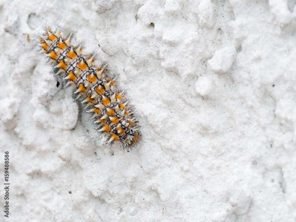 Melitaea didyma caterpillar on wall Melitaea didyma caterpillar on wall