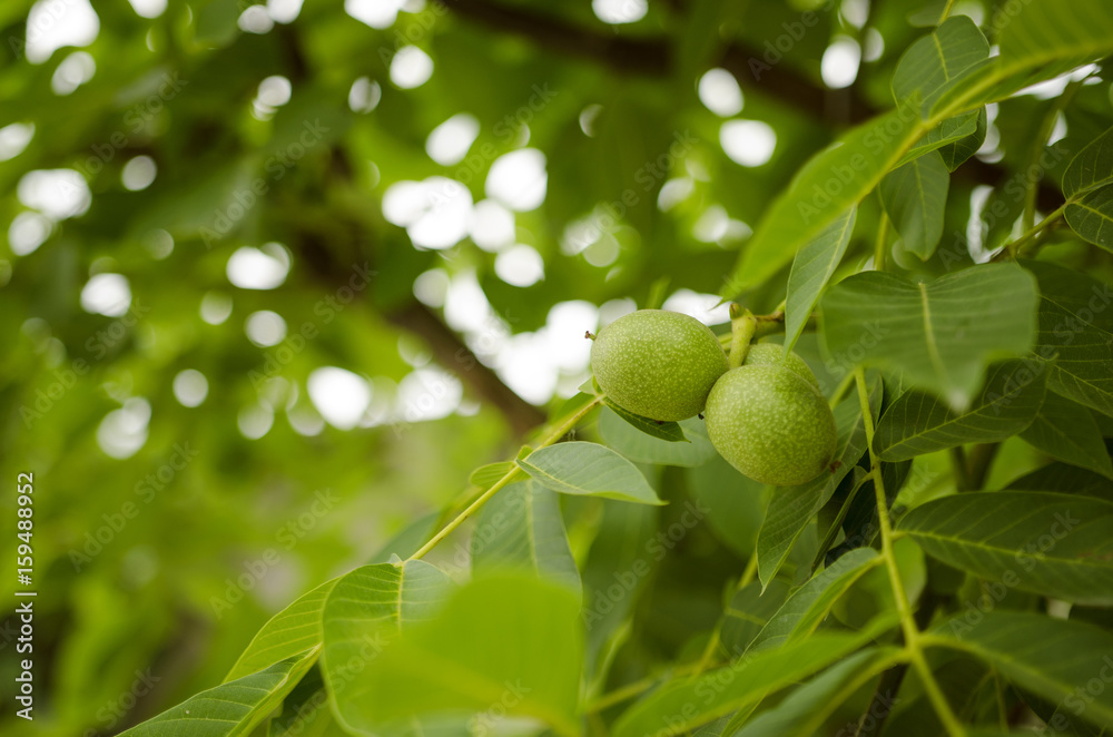 Fototapeta premium Green Walnuts On Branch With Leaves