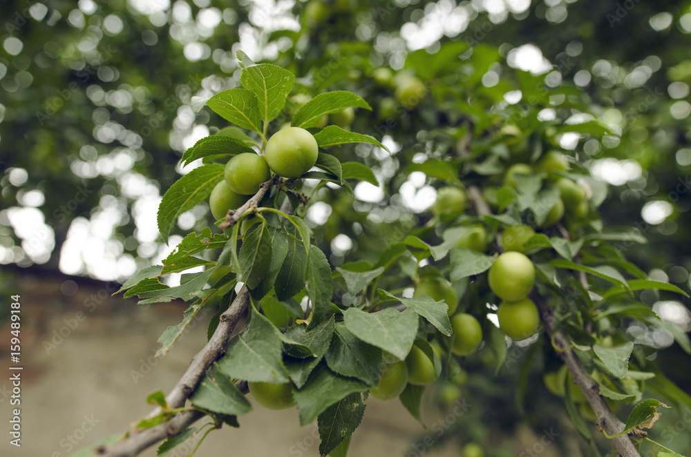 Green Plums On Branch With Leaves
