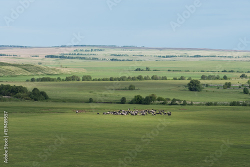 Herd of cows in grassland near russian village Staroe Ermakovo, Russia photo
