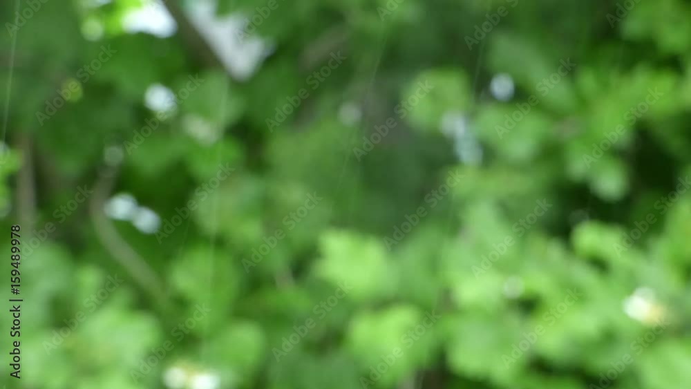 Natural green background - rain in the park. Stream of rains against blurred leaves. Lot of raindrops and foliage with bokeh lights. Summer day. Natural green background - rain in the park. Stream of rains against blurred leaves. Lot of raindrops and foliage with bokeh lights. Summer day.