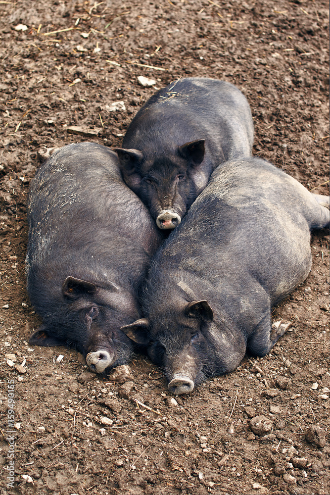 Fat lazy pigs relaxing on the farm Fat lazy pigs relaxing on the farm