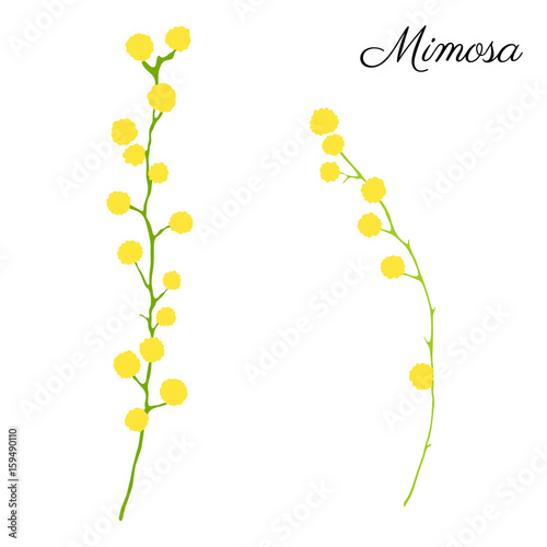 Mimosa flower branch hand drawn vector illustration isolated on white background  colorful doodle sketch  decorative floral element for design greeting card  wedding invitation  packaging cosmetics