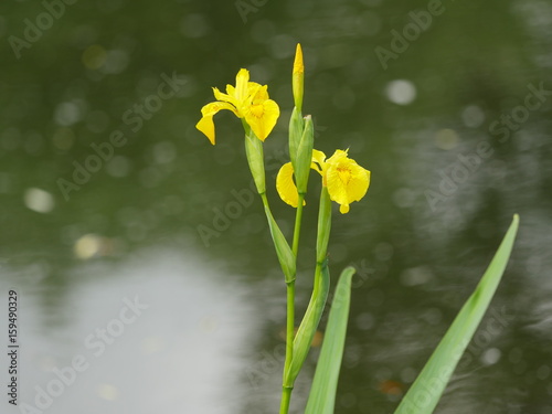 Fototapeta Naklejka Na Ścianę i Meble -  Iris jaune, près d'un plan d'eau, dans un jardin 