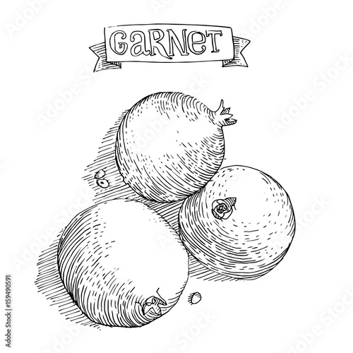 Vector illustration of fruit painted in engraving style. A garnet with text
