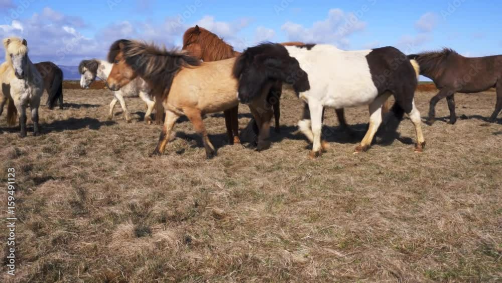 Beautiful icelandic horses in northen landscape Beautiful icelandic horses in northen landscape