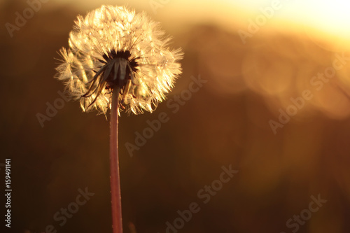 Dandelion on the meadow at sunlight background