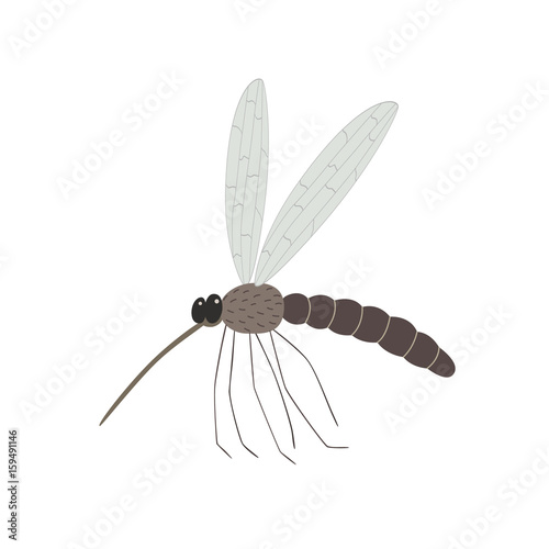 mosquito isolated on white background