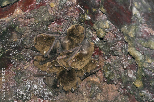 bat - Common noctule - (Nyctalus noctula) in cave