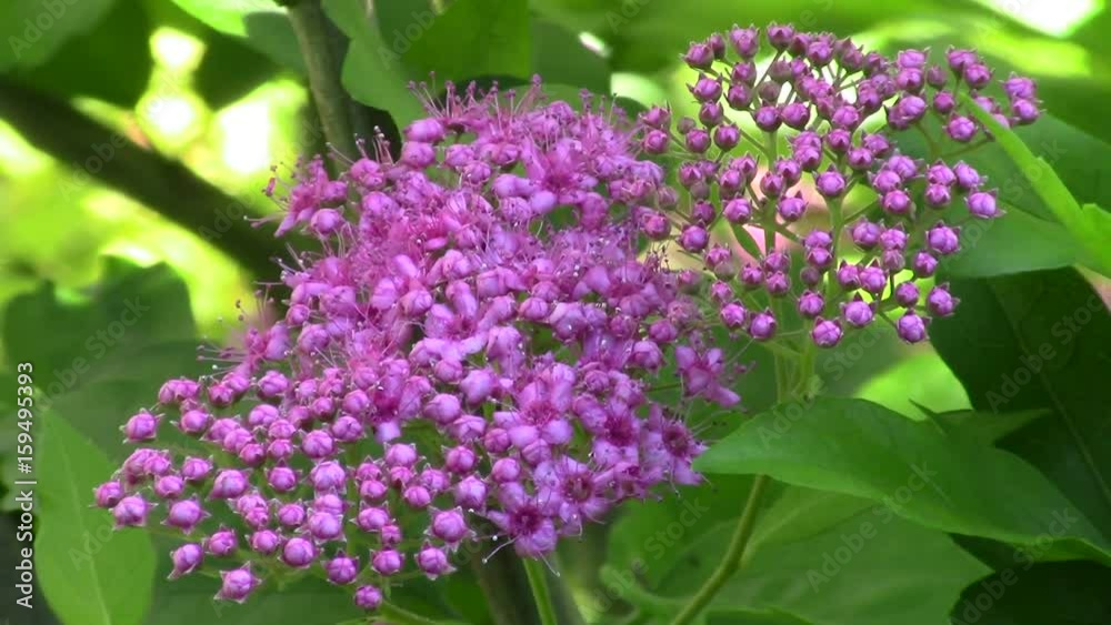 Japanese meadowsweet (filipendula purpurea) in the garden - macro Japanese meadowsweet (filipendula purpurea) in the garden - macro