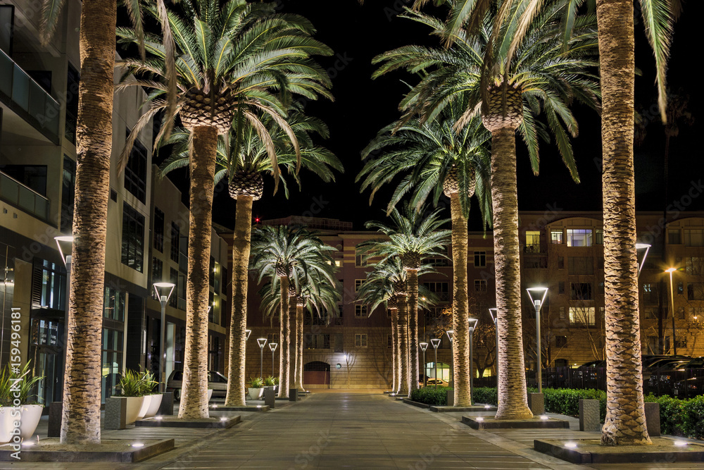 San Jose Palms