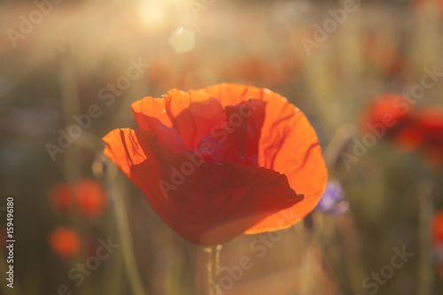 Sunny poppy blooming  Brurred Meadow