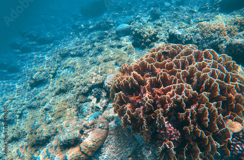 Undersea landscape with coral reef. Coral reef relief. Saltwater wildlife.