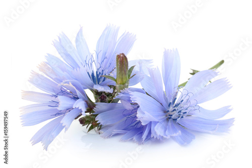 Flowers of common chicory photo