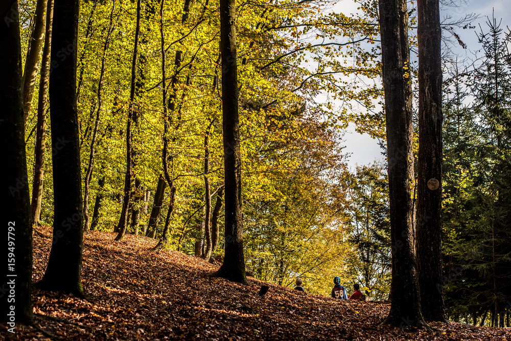 Fototapeta premium Wald