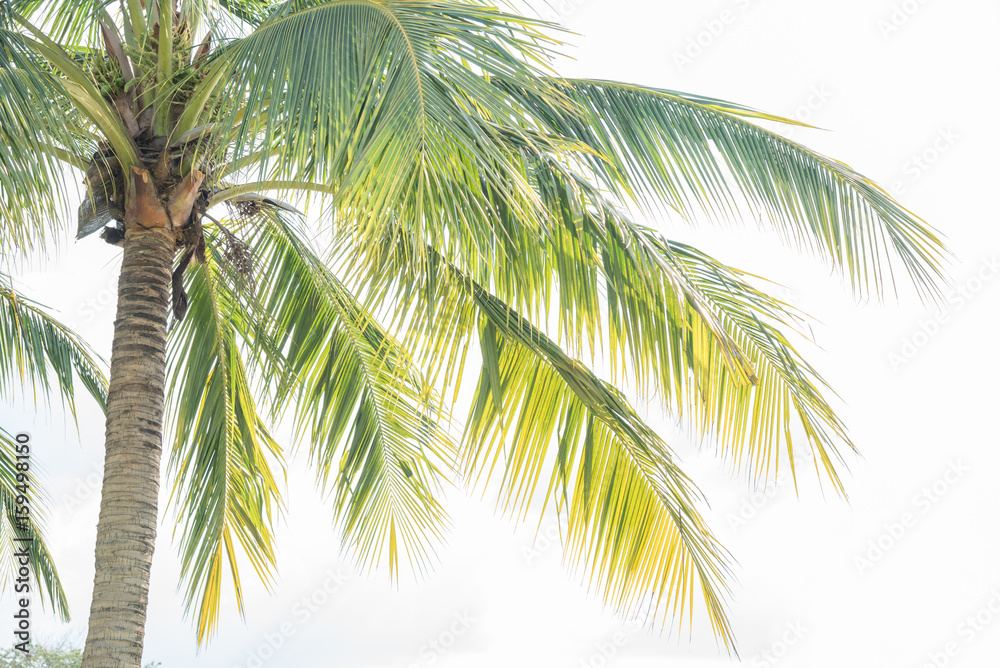 Obraz premium coconut palm tree