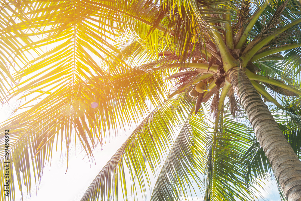 Obraz premium coconut palm tree