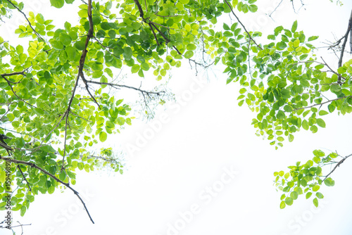 Beautiful Green leaves on white background
