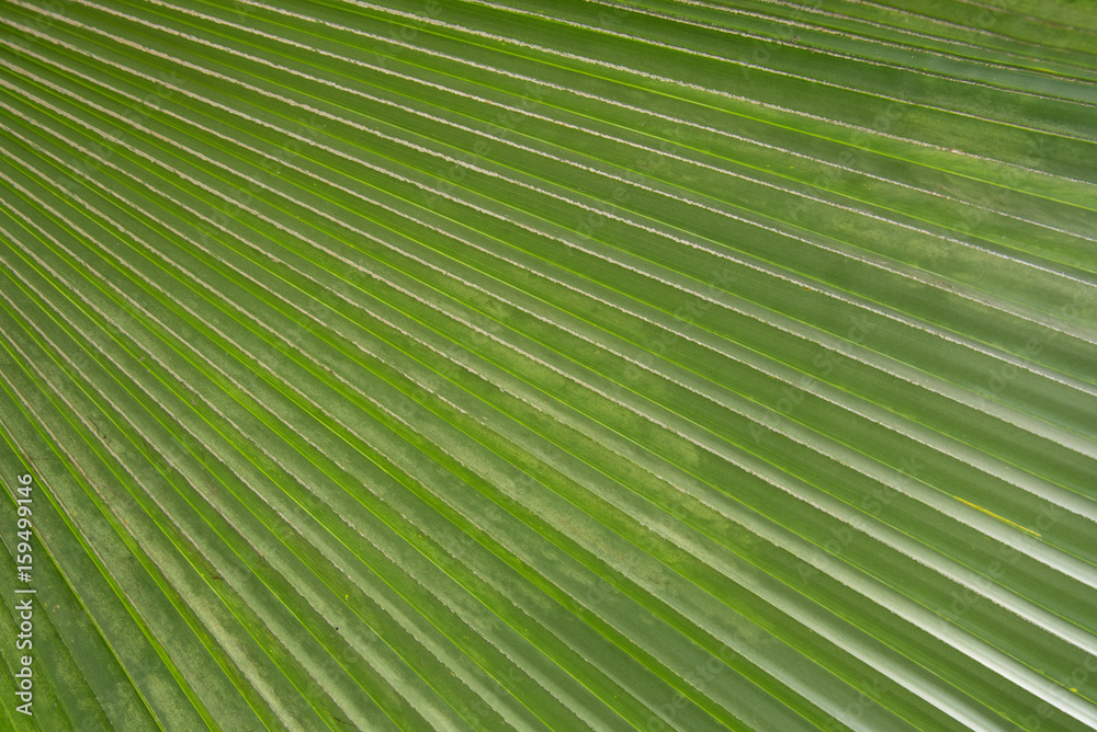 Obraz premium coconut palm tree leaves texture
