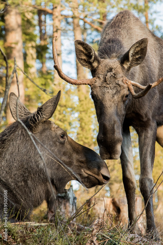 Moose or elk, Alces alces, cow lying down and bull standing, sniffing each other, vertical image