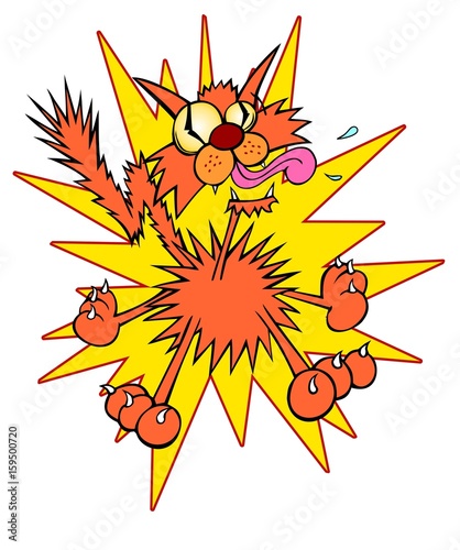 Totally frazzled cat, what kind of day are you having?