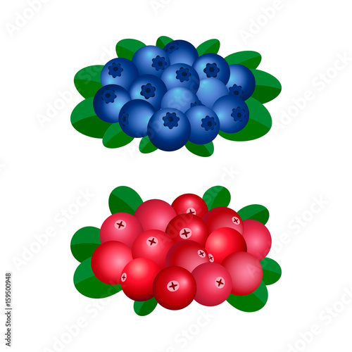 blueberries and cranberries. a handful of berries. vector.