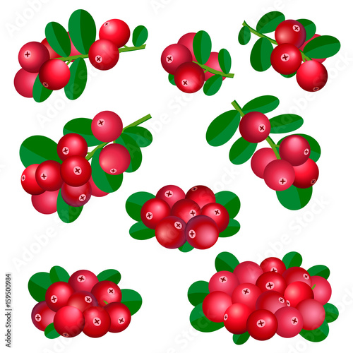 set of twigs cowberry on white. vector illustration © Darya