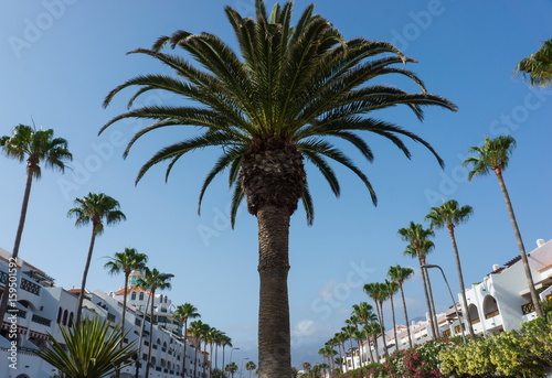 Canary palm