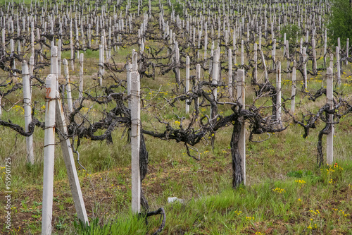 Vineyard near the village of Balaklava