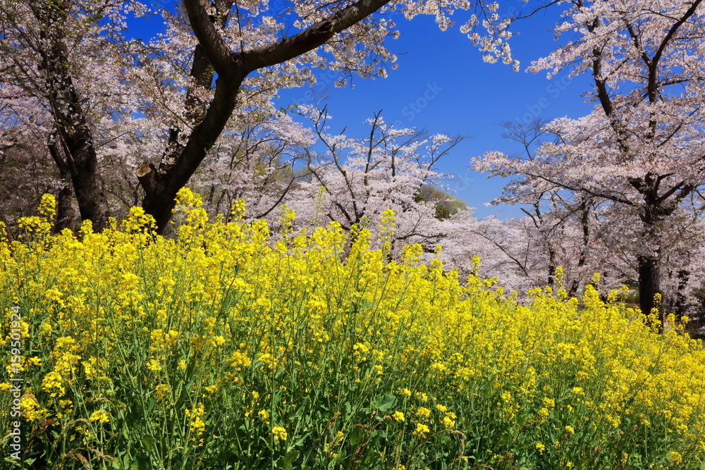 桜咲く国営武蔵丘陵森林公園