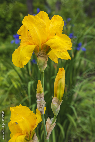 Fototapeta Naklejka Na Ścianę i Meble -  beautiful yellow iris blooming in the garden
