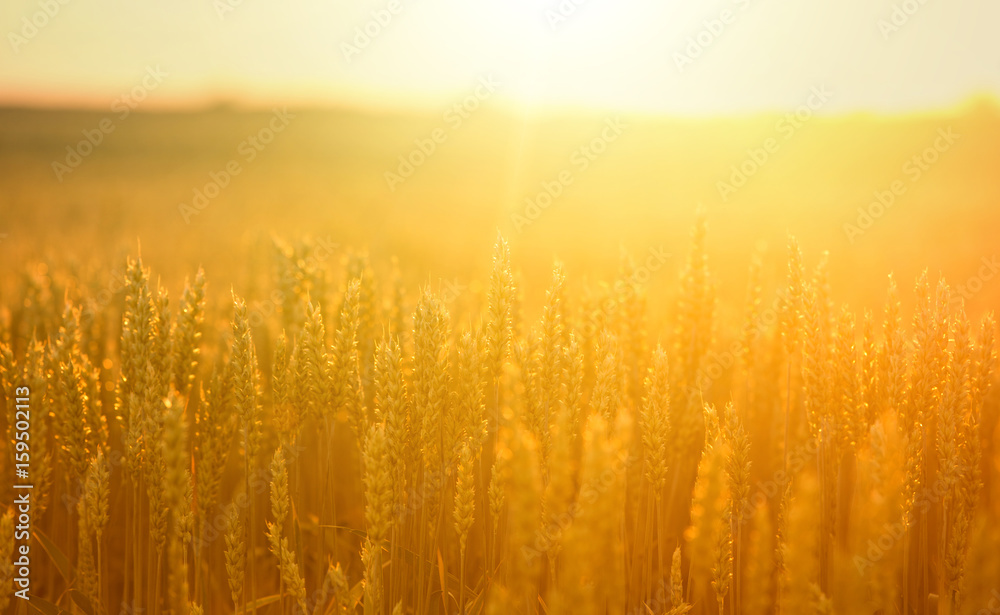 Fototapeta premium Wheat ears in field