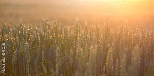 Wheat ears in field