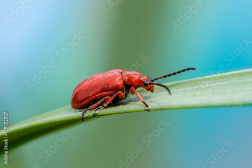 The red bloody nosed beetle