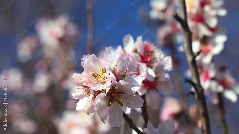 Pink cherry flowers blooming in springtime. Pink cherry flowers blooming in springtime.