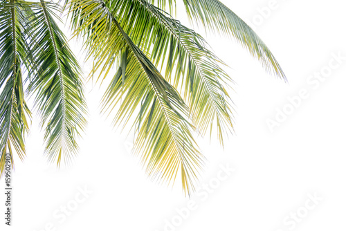 coconut palm tree © kwanchaift