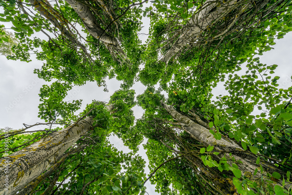Fototapeta premium Perspective in nature, looking up at four large giant leaf trees against pale sky. 