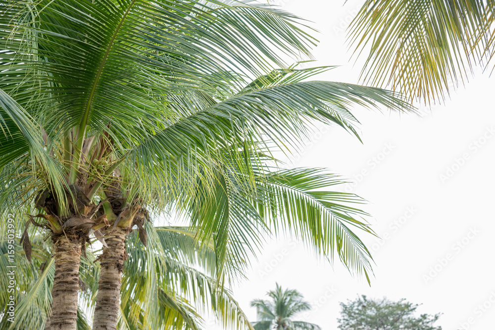 Obraz premium coconut palm tree