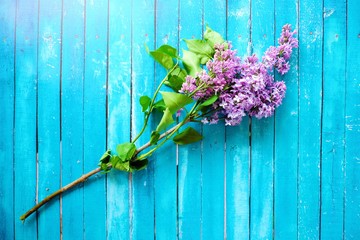 Papier peint photo Lilas Lilas mauve sur fond bois bleu  © Angelic