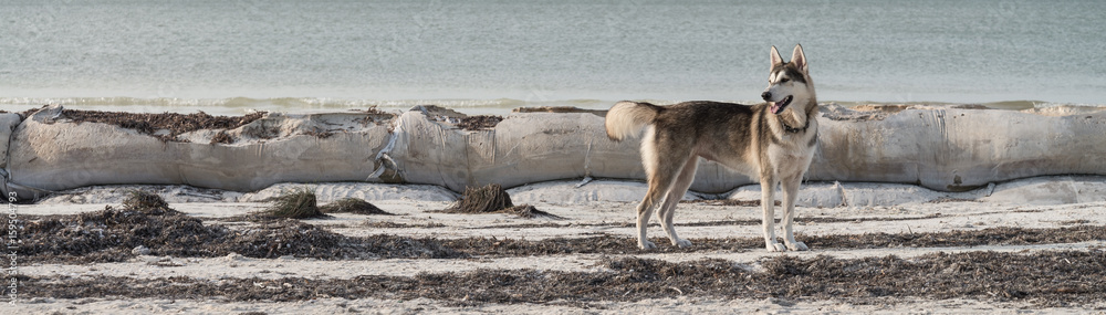 Dog in the beach Dog in the beach