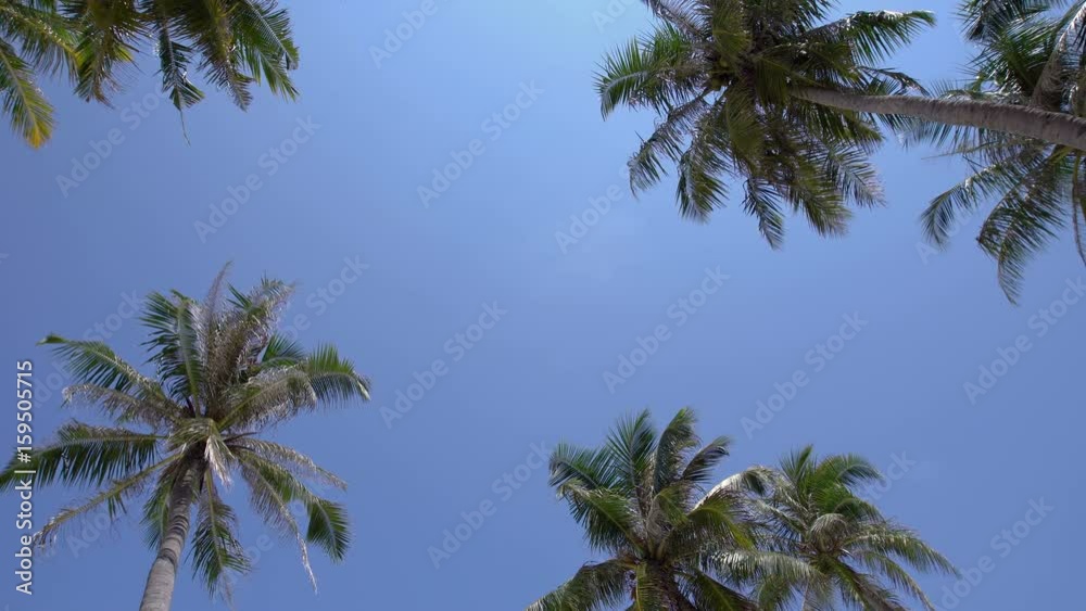 Tropical pristine view with top of coconut palm tree on blue sky background, Maldives travel destination
