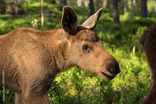 Mammals - young moose Alces 