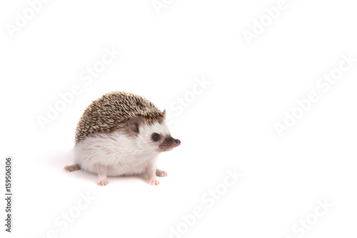 A sitting pet hedgehog