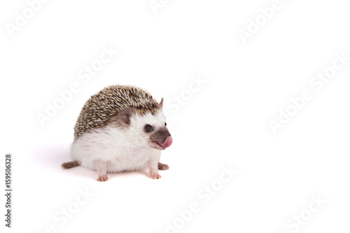 A pet hedgehog sticking out its tongue