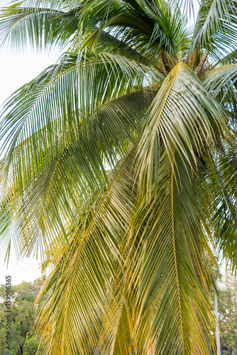 coconut palm tree