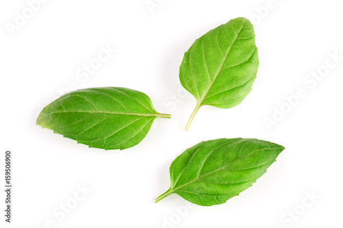 basil herb leaves isolated on white background closeup